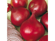 Red Baron Onion Sets